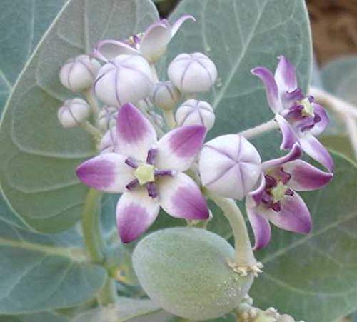 rare calotropis procera sapling plant, rubber bush, apple of sodom, french cotton, family of calotropis gigantea (B07L28DX75) Amazon Price History, Amazon Price Tracker