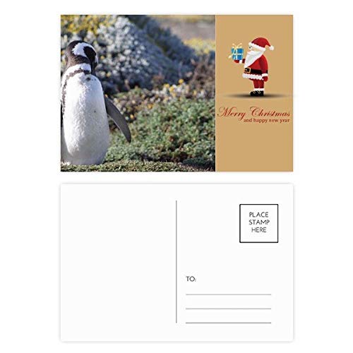Cartes postales Pingouin du Sud Spheniscidae par lot de 20 illustrations Père Noël
