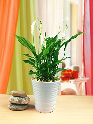 1 x Peace Lily Plant in White Ceramic Pot & Autumn Gold Gravel Top Dressing