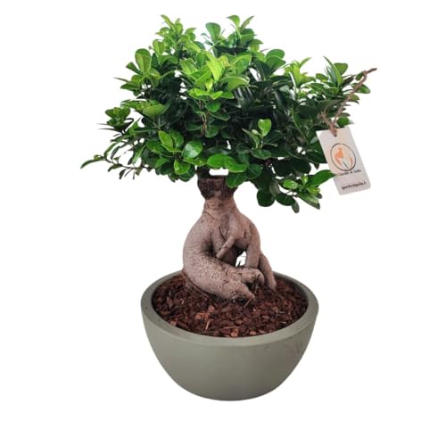 🌿 Bonsai Ficus Ginseng in Vaso Moderno con Riserva d’Acqua: Questo bonsai autentico, alto 60 cm, è collocato in un vaso Thetis dal diametro di 30 cm. Il design contemporaneo del vaso, dotato di un pratico sistema di riserva d’acqua, garantisce una cura semplice e una decorazione elegante per casa e ufficio.