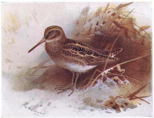 Tableaux de nature pour chambre : l'oiseau Jack Snipe d'Archibald Thorburn en toile 60x90cm