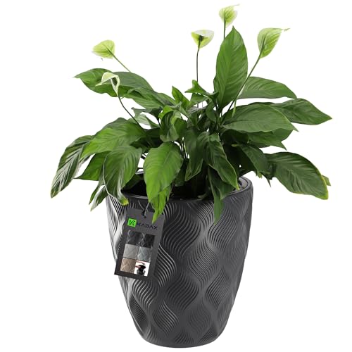 KADAX Blumentopf mit Einsatz und Griffen, Pflanzkübel aus Kunststoff in 5 Größen, UV-Resistenter Topf, Wetterbeständige Pflanzvase hoch… – Ansicht 1