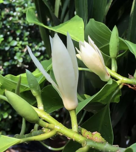 Image of White Swarna Champa - All-Time Blooming Hybrid Plant (Michelia Champaca) | Sonchapa, Hirwa Chafa, Sarna Chapa | Pack of 1 Live Plant inch