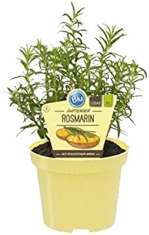 Bio Rosmarin (Rosmarinus officinalis), Kräuter Pflanzen aus