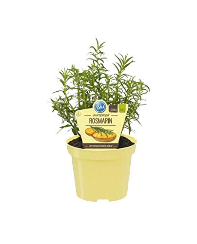 Bio Rosmarin (romarinus officinalis), plantes aromatiques en culture durable 1 Pflanze im 12cm Topf