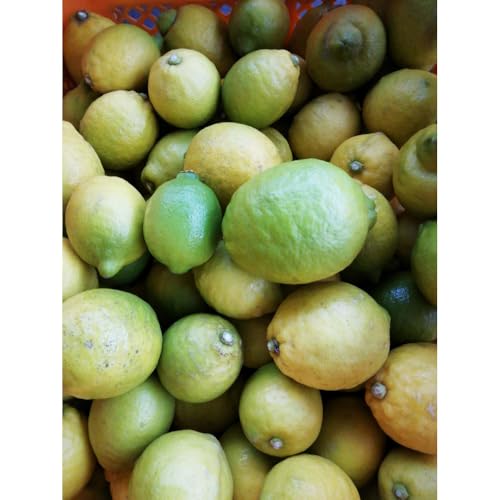 [訳あり]レモン 家庭用 5kg