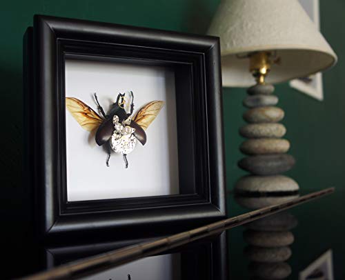 Asana Natural Arts Real Steampunk Beetle Frame - Vintage, Victorian, Classic, Unique, Office Decor, Furniture, Handmade Decoration (Small Beetle) (Small Beetle, 5 X 5) #TOP4
