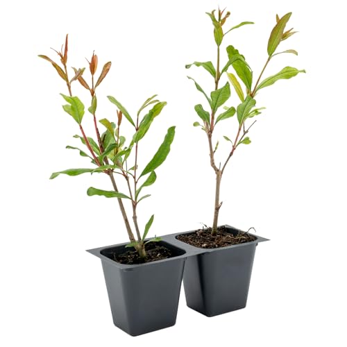 2 Pomegranate Wonderful Trees | Live Saplings in 2.5-inch Nursery Cubes | Punica Granatum 'Wonderful' Variety | Hardy Deciduous Trees and Shrubs | Red Fruit-Bearing Plant