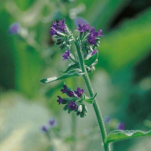 Herb Seeds - Alkanet - 200 Seeds by Wafer
