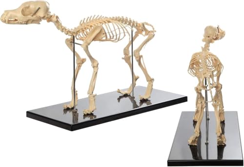 HEQIM Dog Animal Anatomy Teaching Model, Advanced Dog Skeleton Model, Dog Skeleton Anatomy, for Human Biology Veterinary Demonstration Tools