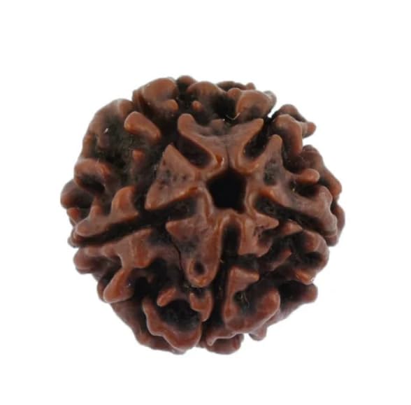 NEXG 5 Mukhi Rudraksha Original Certified Nepal 5 Face Rudraksha Auspicious Panchmukhi Rudraksha Five Face Rudraksha Shiva Rudraksha Holy Bead Five Mukhi Rudraksha Paach Mukhi Rudraksha Pancha Mukhi Rudraksha For Men & Women पांच मुखी (B0CHB52PWL) Amazon Price History, Amazon Price Tracker
