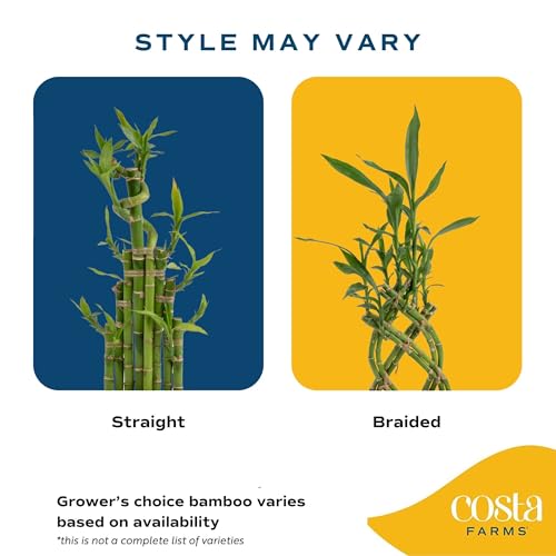 Costa Farms Lucky Bamboo - Image 5