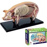 4D Pig Anatomy Model, Pig Skeleton Model Anatomy Model, Detachable 19 Organs Body Parts Animal Model for...
