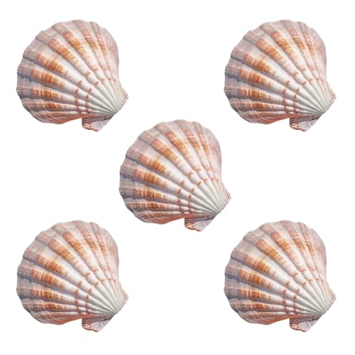 Coquilles Saint-Jacques aquarium et aménagement paysager naturel, lot de 5 coquillages