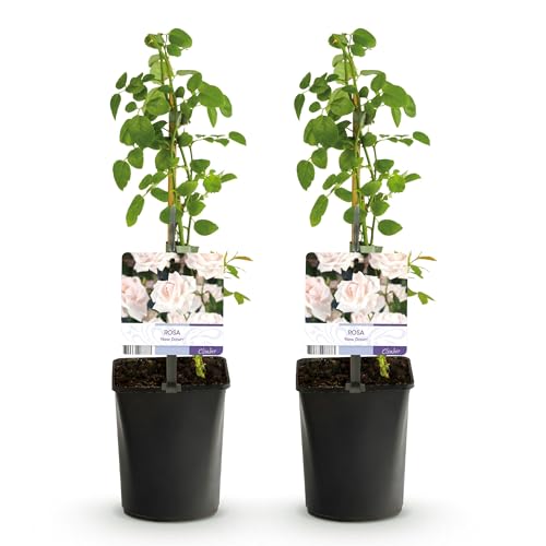 GreenboutiQ - Kletterrose - Rosa New Dawn - Blüte Hellrosa - Wenig Pflege - 2 Pflanzen - Topf 11cm Höhe 40cm
