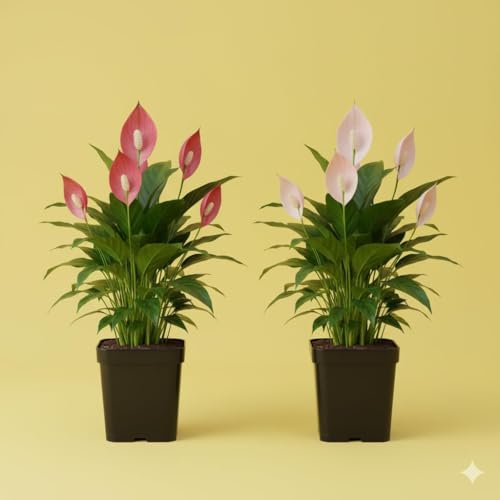 Image of Peace Lily Combo Plant Pink and White | Live Indoor Flowering Spathiphyllum | Air Purifying Houseplant for Home and Office | Low Maintenance Decorative Plant for Gifting With Pot