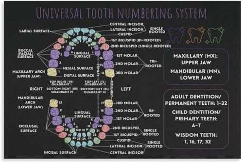 Tooth Number Chart Poster System for Adults Canvas Wall-Art for Technician Office Decor(Unframed,16x24inch(40x60cm))