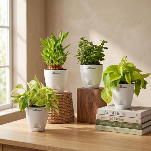 Image of Marble Money Plant, Lucky Bamboo, Jade Plant & Golden Money Plant Live Indoor 4-Plant Combo in 4-Inch Self-Watering Matte White Pots | Vastu Prosperity, Feng Shui Lucky Plants for Wealth