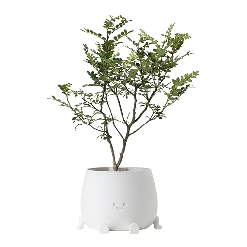 Image of TOPOLA Happy Face Planter, 5.2 Inches Plastic Plant Pot, Self Watering Plant Pot with Drainage Holes for Indoor Outdoor, Succulent Pot, Funny Flower Pot, White