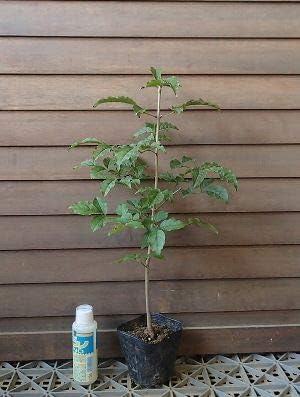 Amazon アオダモ バットの木 植木