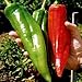 NuMex Big Jim Chili Pepper Seeds ► Organic NuMex Pepper Seeds (10+ seeds) Award Winning 12+ inches long! ◄ by PowerGrow System