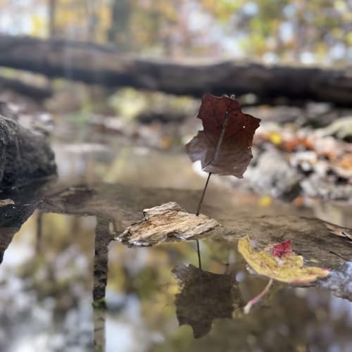 Play Grows Here: Finding Adventure in Your Own Backyard