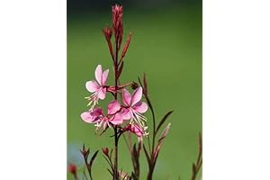 100 GAURA Seeds: Whirling Butterflies Gaura Lindheimeri