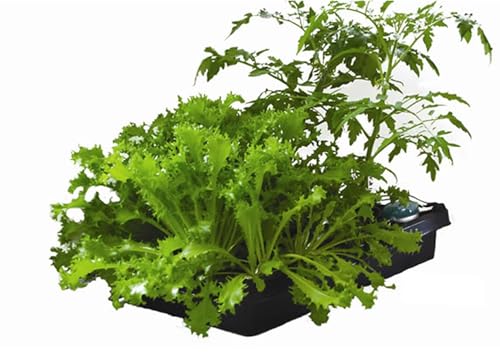 水畑 リーフレタス、小松菜、水菜、チンゲンサイ等の葉野菜を！水耕栽培キットハイドロカルチャー ベランダ スポンジ 容器 初心者 野菜作り 自家菜園 寄せ植え 簡単 セット 自由研究 実験 体験 観察のサムネイル