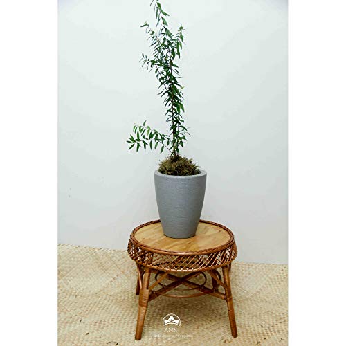 Muda de Romã Gigante