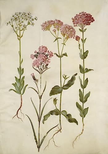 Tableau Saxifraga Paniculata pour grand mur vide avec poster vintage Holtzbecker