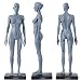 Oubo Dental New Female Anatomical Anatomy Skull Head Body Model Muscle Bone (30cm) Height