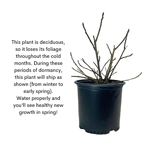 Shrub Brown Turkey, 1 Gallon, Dark Purple Figs #TOP5