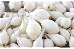 Premium Green Onion Bulbs: Grow Your Own Culinary Delight