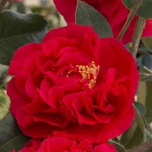 Camellia Plants Live, Rare Camellias Tree Live Plant, Vibrant Flower Shrub, Well-Rooted in Pot, Indoor Outdoor Flowering Zones 7-10 (Red)