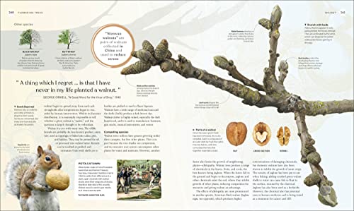 The Tree Book: The Stories, Science, and History of Trees - Image 13