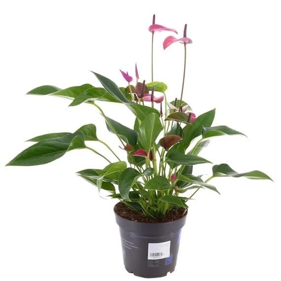 Anthurium Purple Houseplant - 12cm Pot (Live Plants)