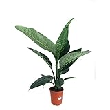 PLANTA NATURAL SPATHIPHYLLUM SENSATION M21 110CM DE ALTURA FLOR BLANCA