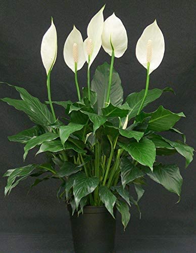 See full amazon price history chart for Growing Plants Original Live Peace Lily or Spathiphyllum Green Color Indoor Plant Air Purifier Oxygen Supplier Good Luck Plant With Black Plastic Pot Growing Plants Original Live Peace Lily or Spathiphyllum Green Color Indoor Plant Air Purifier Oxygen Supplier Good Luck Plant With Black Plastic Pot (B0CMXSHRZN) Amazon Price History, Amazon Price Tracker
