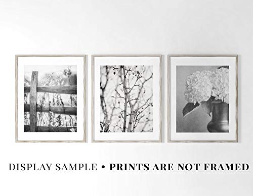 Lisa Russo Fine Art - Black And White Wall Art Set Of 3 Prints, Unframed, Black And White Pictures For Country Minimalist Nature Wall Decor, Rustic Black And White Photographs (5X7" Prints) #TOP4
