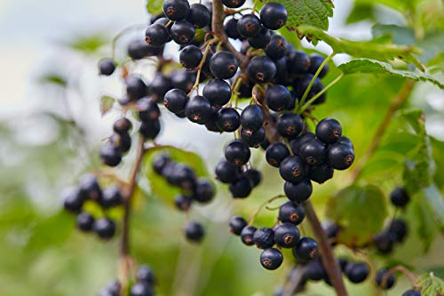 Mandoi BIO schwarze Johannisbeere Pulver, 100g. Fruchtpulver aus 100% Johannisbeeren ohne Zusätze, black currant powder