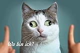 Schatzmix schielende Katze Wo Bin ich Metallschild Wanddeko 20x30 tin Sign Blechschild, Blech, Mehrfarbig, 20x30 cm