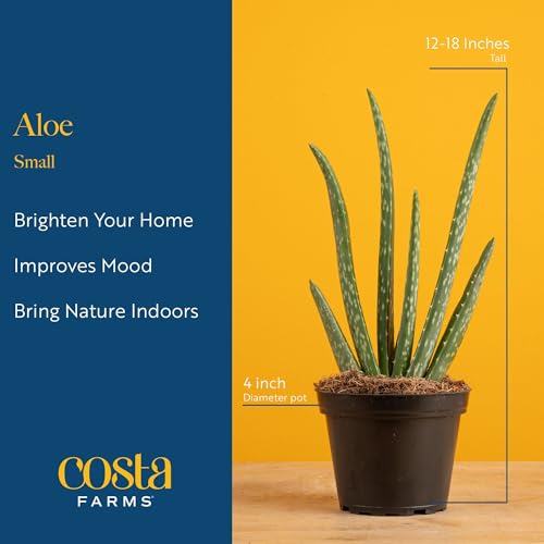 Image of Costa Farms Aloe Vera Live Plants in Plastic Pots, Easy to Maintain, Air Purifying Indoor Succulents, Houseplants for Home, Room, or Office Decor, House Warming or Birthday Gift, 12-18, Pack of 2
