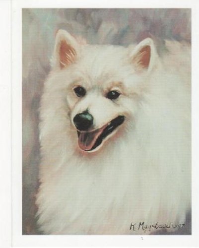 American Eskimo Dog Ruth Maystead AEK-2 Portrait Matted Art Card - 5 in x 7 in Design - 8 in x 10 in Matted
