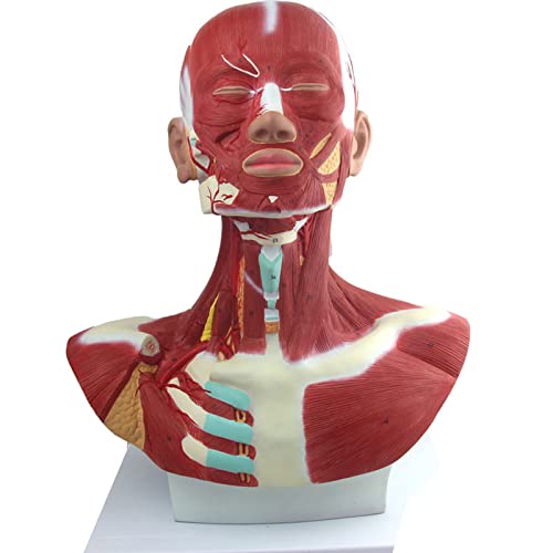 Modelo anatómico de cabeza y cuello con sistema vascular y nervioso adjunto al cerebro, muestra arteria cerebral, músculos del cuello