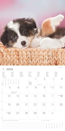 Alpha Edition - Hunde Kalender 2026 – Wandkalender 30x30 cm für Hundeliebhaber – 6-sprachiges Kalendarium mit Feiertagen & Ferienterminen, Monatsübersichten & viel Platz für Notizen, Ringbindung: Dogs