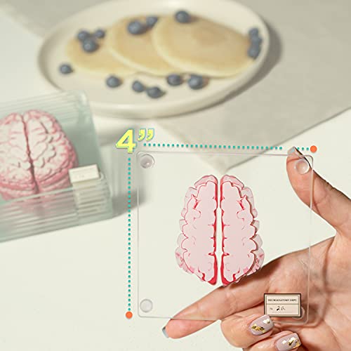 ThinkGeek Anatomic Brain Specimen Coasters Set of 10 for Neuroscience Medical Student Gifts Human Anatomy Generix geek by Generix Geek - Image 6