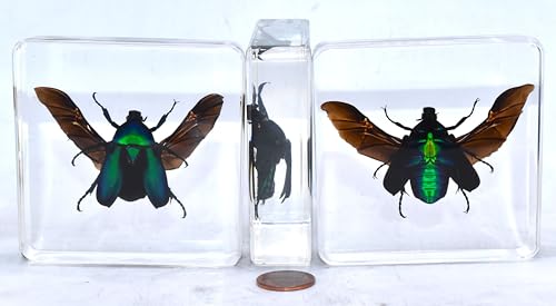 Image of 2.9 inch Green Blue Rose Chafer Beetle w /Open Wings in Crystal Clear Lucite Resin Paperweight Specimen Preserved Rhomborrhina Sesplendens Insect Taxidermy Collection Biology Science Education Display
