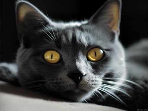 Kit broderie diamant chat gris complet toile point de croix mosaïque strass ronds
