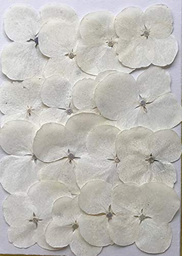 Paquete de flores prensadas hortensias blancas miniatura 1