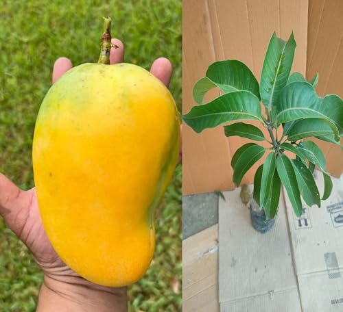 Image of High Angie Mango Plant - Juicy And Flavorful Fruits All Year Round Grafted Fruit After 2-3 Years (1.5-2 Feet Height, Pack Of 1) PB 27